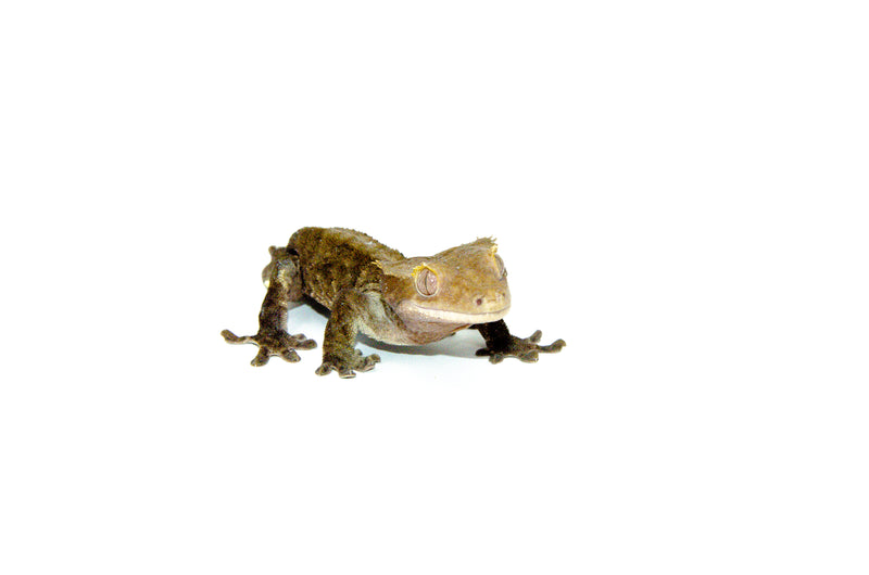 Buckskin Crested Gecko Adult